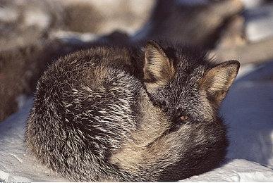 《使命召唤17：黑色行动 冷战》开发成本超过了7亿美元